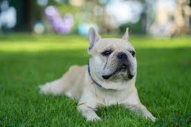 Frenchie in yard